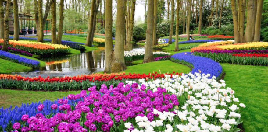 Dagstur til Keukenhof og Amsterdam