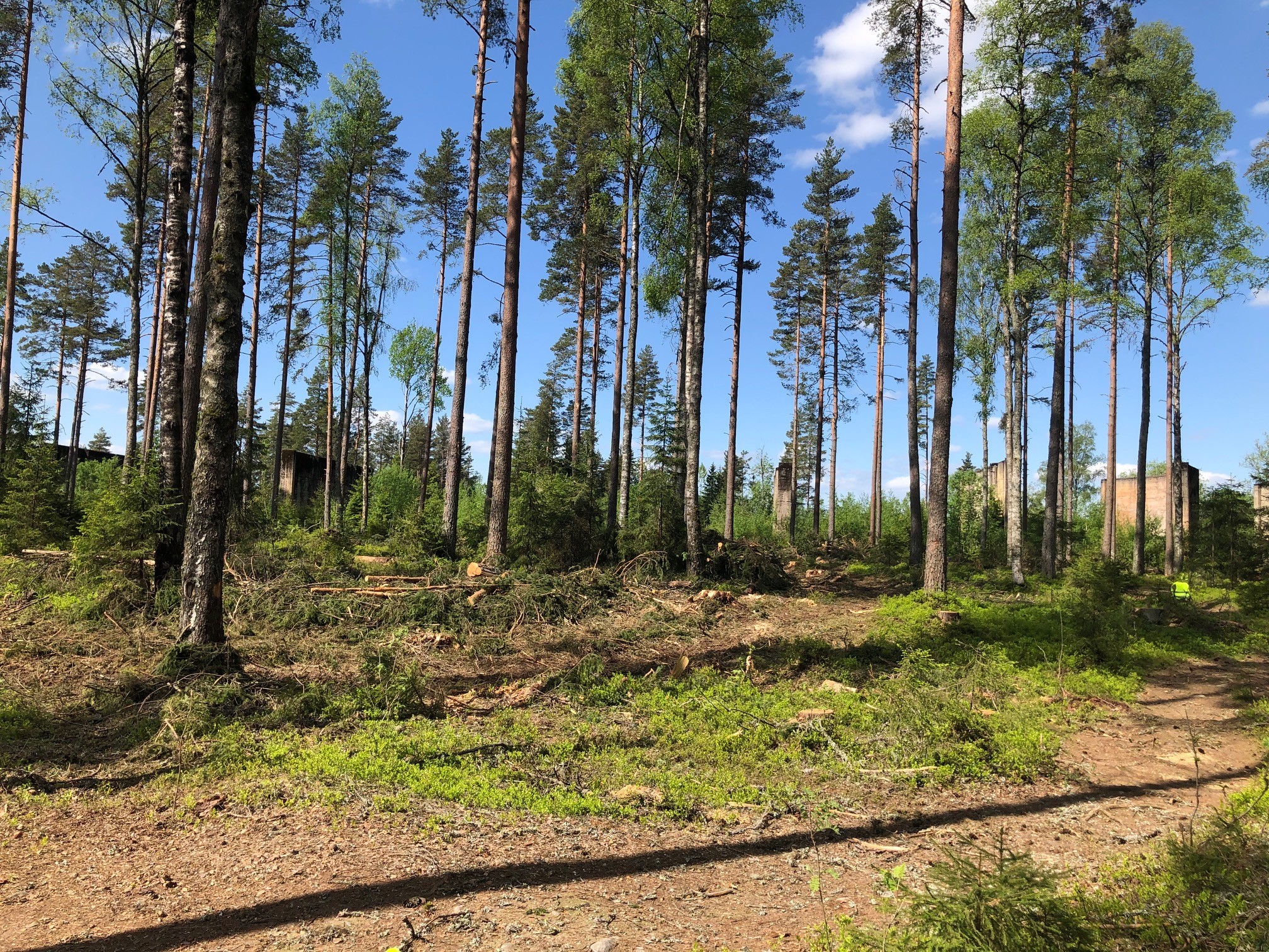 Opprydningsarbeider i Trandumskogen